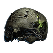 Preserved Cranium